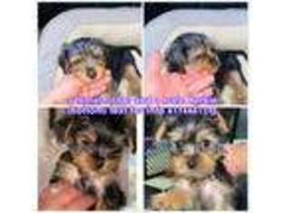 Yorkshire Terrier Puppy for sale in Boston, MA, USA