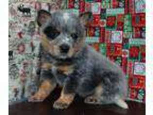 Australian Cattle Dog Puppy for sale in New Braunfels, TX, USA