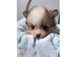Pomeranian Puppy for sale in Champaign, IL, USA