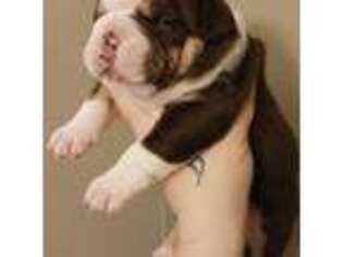 Olde English Bulldogge Puppy for sale in Hinckley, MN, USA