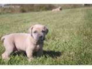 Cane Corso Puppy for sale in West Union, OH, USA