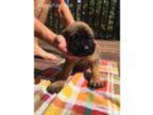 Mastiff Puppy for sale in Coolville, OH, USA
