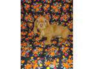 Dachshund Puppy for sale in Telephone, TX, USA
