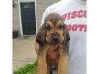 Bloodhound Puppy for sale in Washington, IL, USA