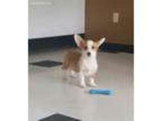 Pembroke Welsh Corgi Puppy for sale in Hudson, NH, USA