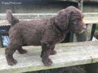 Newfoundland Puppy for sale in Navarre, OH, USA