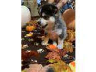 Mutt Puppy for sale in Dearborn Heights, MI, USA