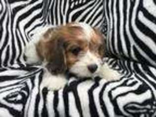 Cavachon Puppy for sale in Peach Bottom, PA, USA