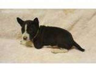 Basenji Puppy for sale in Charlotte, NC, USA