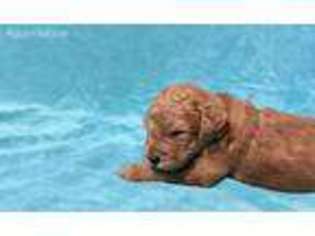 Goldendoodle Puppy for sale in San Augustine, TX, USA