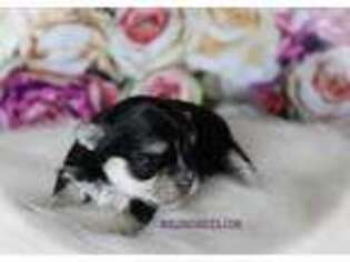Mutt Puppy for sale in Enumclaw, WA, USA