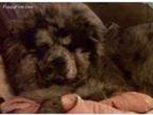 Medium Photo #1 Chow Chow Puppy For Sale in Detroit, MI, USA