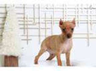 Miniature Pinscher Puppy for sale in Baltimore, MD, USA