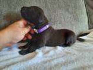 Great Dane Puppy for sale in Salem, OR, USA