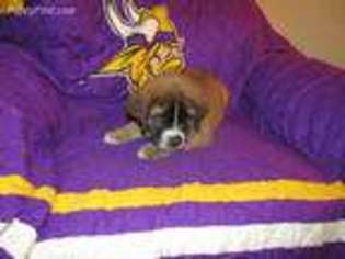 Mutt Puppy for sale in Andover, MN, USA
