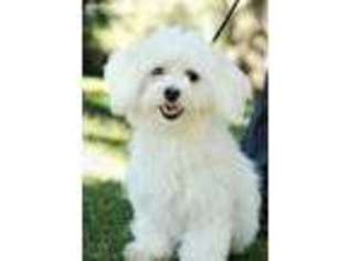 Maltese Puppy for sale in Wentworth, MO, USA