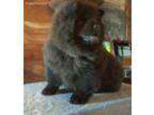 Chow Chow Puppy for sale in Baxter, TN, USA