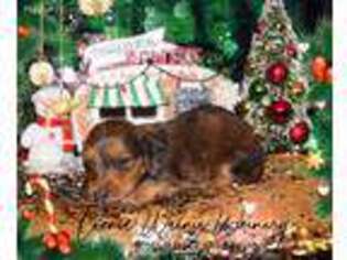 Dachshund Puppy for sale in Bostic, NC, USA
