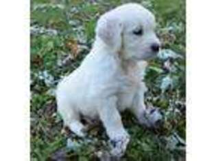 Golden Retriever Puppy for sale in Janesville, WI, USA