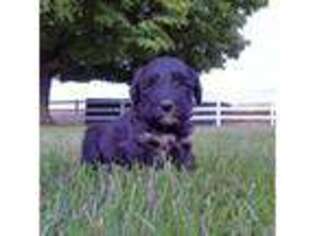 Portuguese Water Dog Puppy for sale in Shipshewana, IN, USA