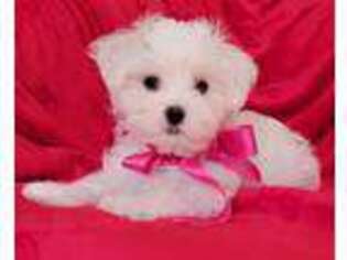Maltese Puppy for sale in Piscataway, NJ, USA