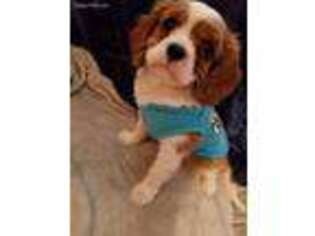 Cavalier King Charles Spaniel Puppy for sale in Toledo, OH, USA