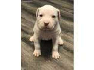 Olde English Bulldogge Puppy for sale in Batavia, IL, USA