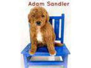 Goldendoodle Puppy for sale in Graham, WA, USA