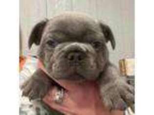 French Bulldog Puppy for sale in Edgewater, FL, USA