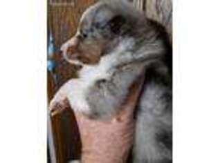 Shetland Sheepdog Puppy for sale in West, TX, USA