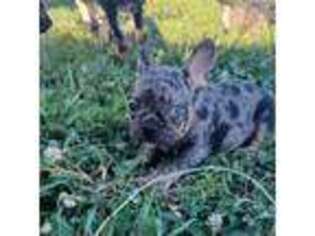 French Bulldog Puppy for sale in Paola, KS, USA