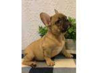 French Bulldog Puppy for sale in Hamtramck, MI, USA