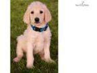 Labradoodle Puppy for sale in Saint George, UT, USA