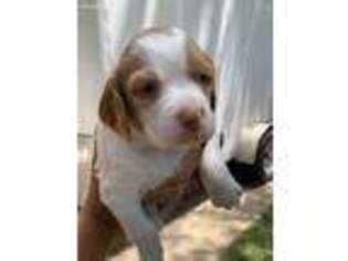 Brittany Puppy for sale in Arlington, TX, USA