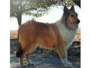 Collie Puppy for sale in Nowata, OK, USA