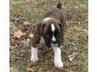Boxer Puppy for sale in Kinsman, OH, USA
