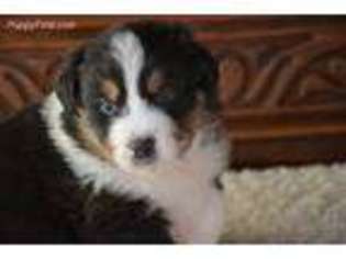 Australian Shepherd Puppy for sale in Owensboro, KY, USA