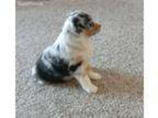 Australian Shepherd Puppy for sale in Zimmerman, MN, USA