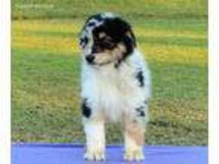 Australian Shepherd Puppy for sale in Fort Smith, AR, USA