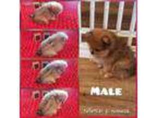 Pomeranian Puppy for sale in Tecumseh, OK, USA