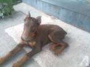 Doberman Pinscher Puppy for sale in PLUMMER, ID, USA