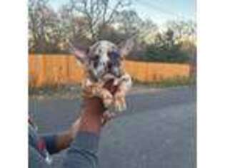 Mutt Puppy for sale in Manor, TX, USA