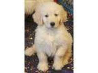 Goldendoodle Puppy for sale in Denver, NC, USA