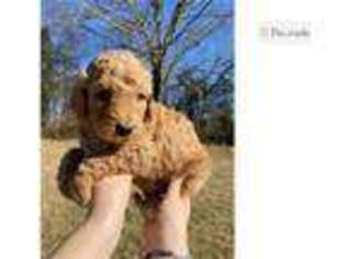 Goldendoodle Puppy for sale in Clarksville, TN, USA