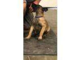 Belgian Malinois Puppy for sale in Lonsdale, AR, USA