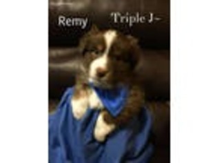 Miniature Australian Shepherd Puppy for sale in Delavan, WI, USA