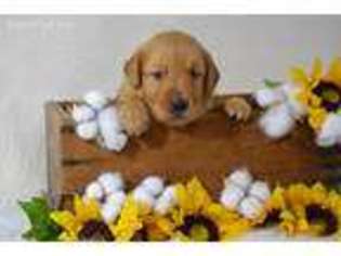 Golden Retriever Puppy for sale in Bonham, TX, USA