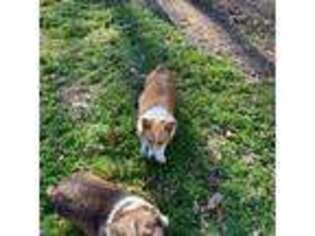 Pembroke Welsh Corgi Puppy for sale in Siloam Springs, AR, USA