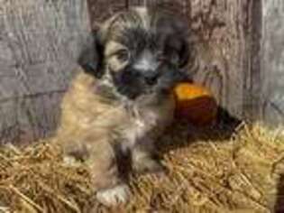 Mutt Puppy for sale in Williford, AR, USA