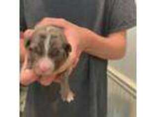 Australian Shepherd Puppy for sale in Brooksville, FL, USA